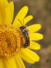Colletes daviesanus