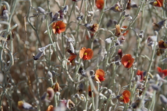 Isotropis wheeleri