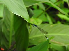 Esme mudiensis