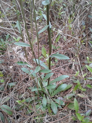 Helenium brevifolium