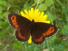 Erebia ligea