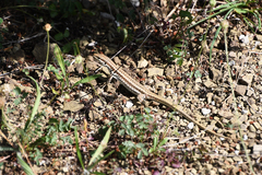 Podarcis erhardii riveti