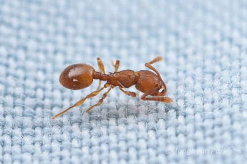 Myrmecina flavaMyrmecina flava