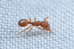 Myrmecina flava
