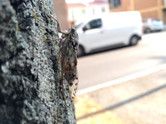 Cicada orni