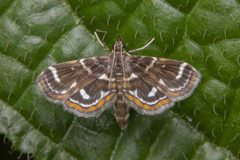 Cymoriza