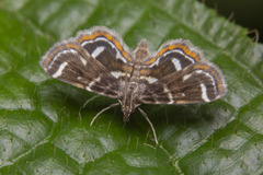 Cymoriza