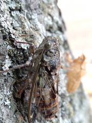 Cicada orni
