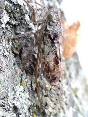 Cicada orni