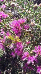 Melaleuca pentagona