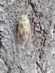Cicada orni