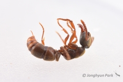 Euponera pilosior