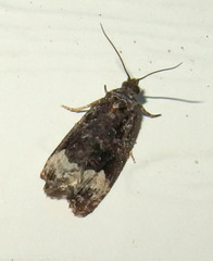 Apotomis capreana