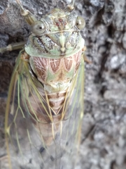 Cicada orni