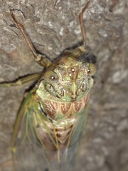 Cicada orni