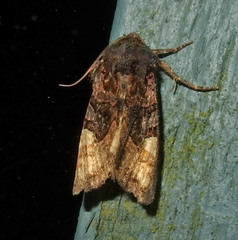 Euplexia benesimilis