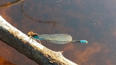 Pseudagrion punctum