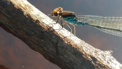 Pseudagrion punctum