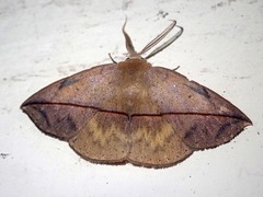 Heterospila fulgurea