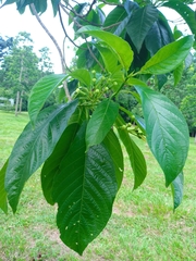 Blepharidium guatemalense