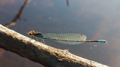 Pseudagrion punctum