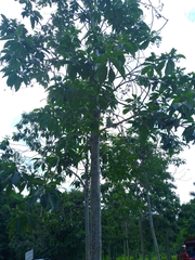 Blepharidium guatemalense