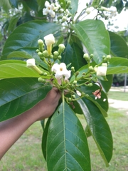 Blepharidium guatemalense