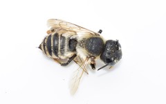 Megachile albisecta