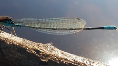 Pseudagrion punctum