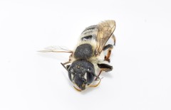 Megachile albisecta