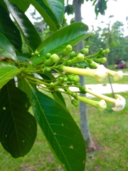 Blepharidium guatemalense