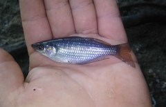 Melanotaenia splendida splendida