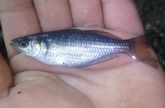 Melanotaenia splendida splendida