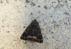 Catephia alchymista