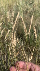 Agropyron desertorum