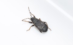 Pyrrhocoris marginatus