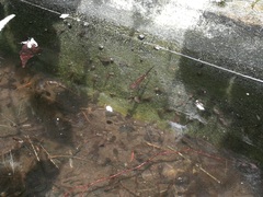 Potamopyrgus antipodarum