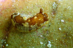 Aphelodoris berghi
