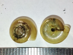 Cellariopsis deubeli