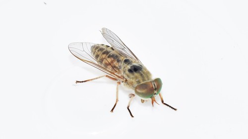 Tabanus cuculus
