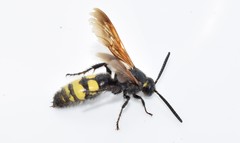 Scolia fuciformis