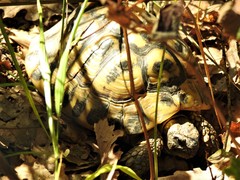 Testudo hermanni hermanni
