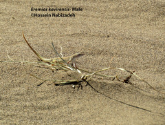 Eremias kavirensis