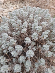 Odontarrhena obtusifolia