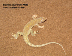 Eremias kavirensis