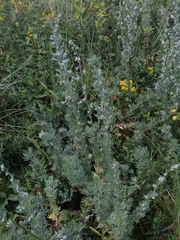 Artemisia sericea