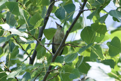 Acrocephalus arundinaceus