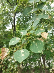 Populus tremula
