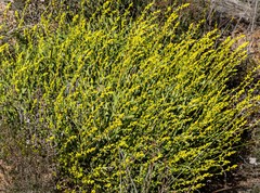 Synaphea petiolaris