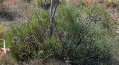 Melaleuca gracilis